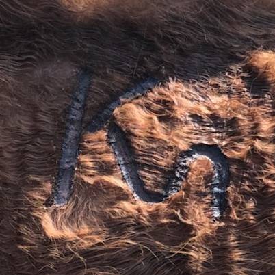 Cattle Branding Best Practices Every Rancher Should Know