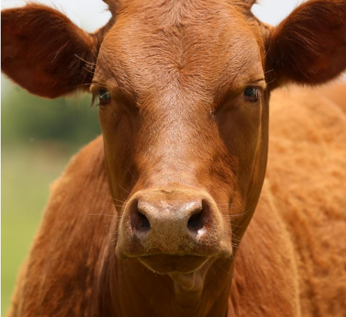 Can You Brand Leather? The Rancher’s Guide to Marking Tack