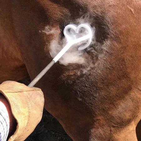 How to Freeze Brand a Horse | Step-by-Step Guide & Equipment