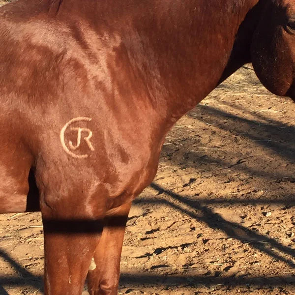 Horse Branding Ideas: Design Tips & Freeze vs. Hot Methods