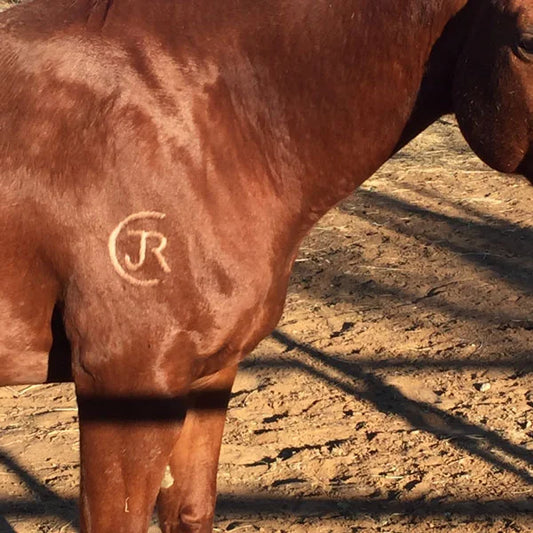 Horse Branding Ideas: Design Tips & Freeze vs. Hot Methods
